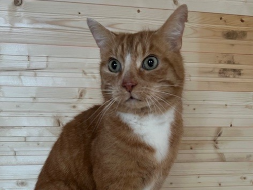 Eine orange-weiße Katze sitzt auf dem Schoß einer Person und schaut mit weit aufgerissenen Augen überrascht zur Seite. Im Hintergrund ist eine helle Holzwand zu sehen.