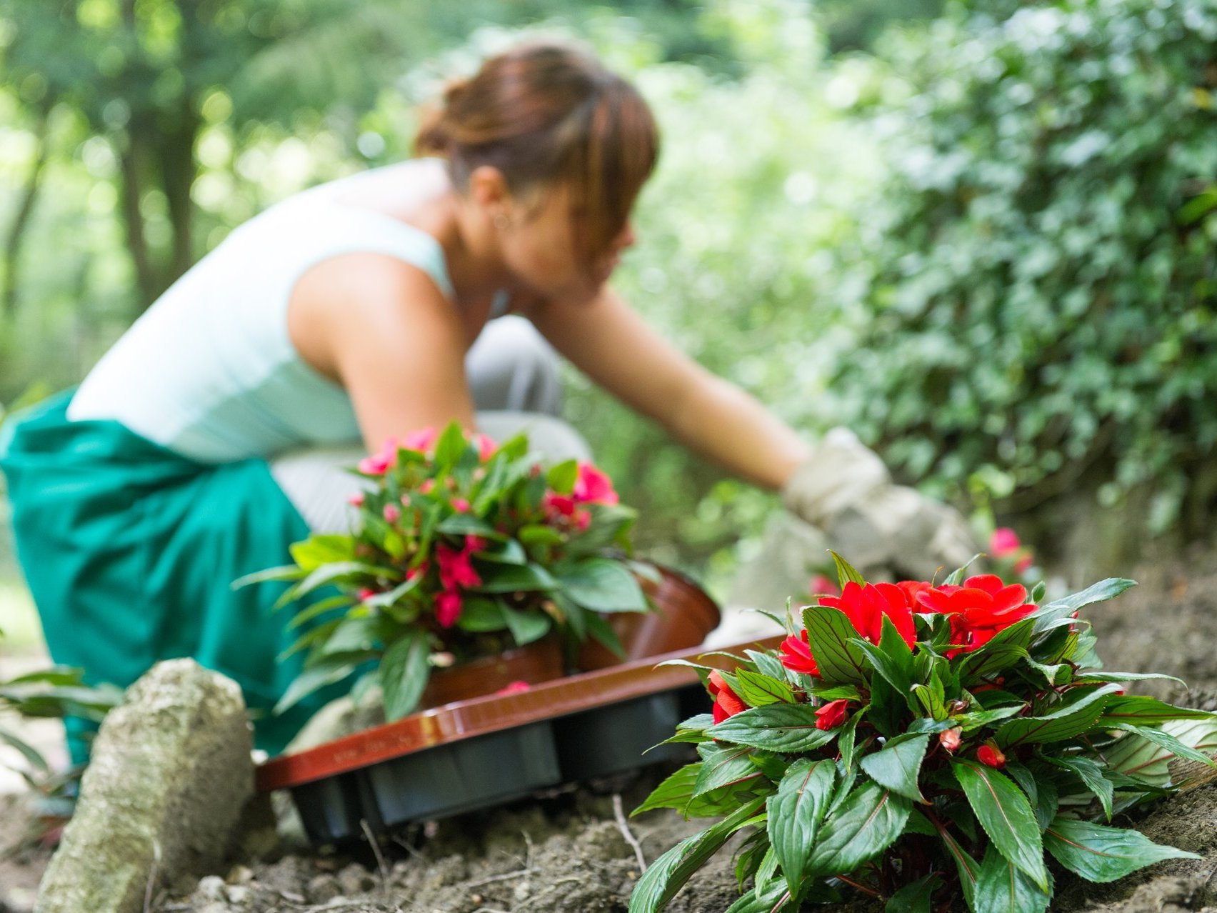 Gartenarbeit: eine junge Frau pflanzt Blumen
